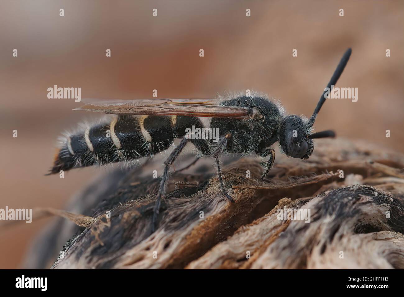 Closeup on a mediterranean wasp, Meria tripunctata, sitting on wood Stock Photo