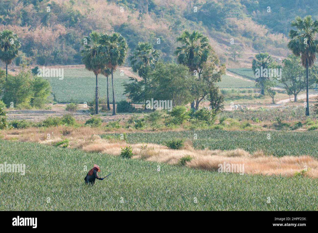 Pineapple plantation worker hires stock photography and images Alamy