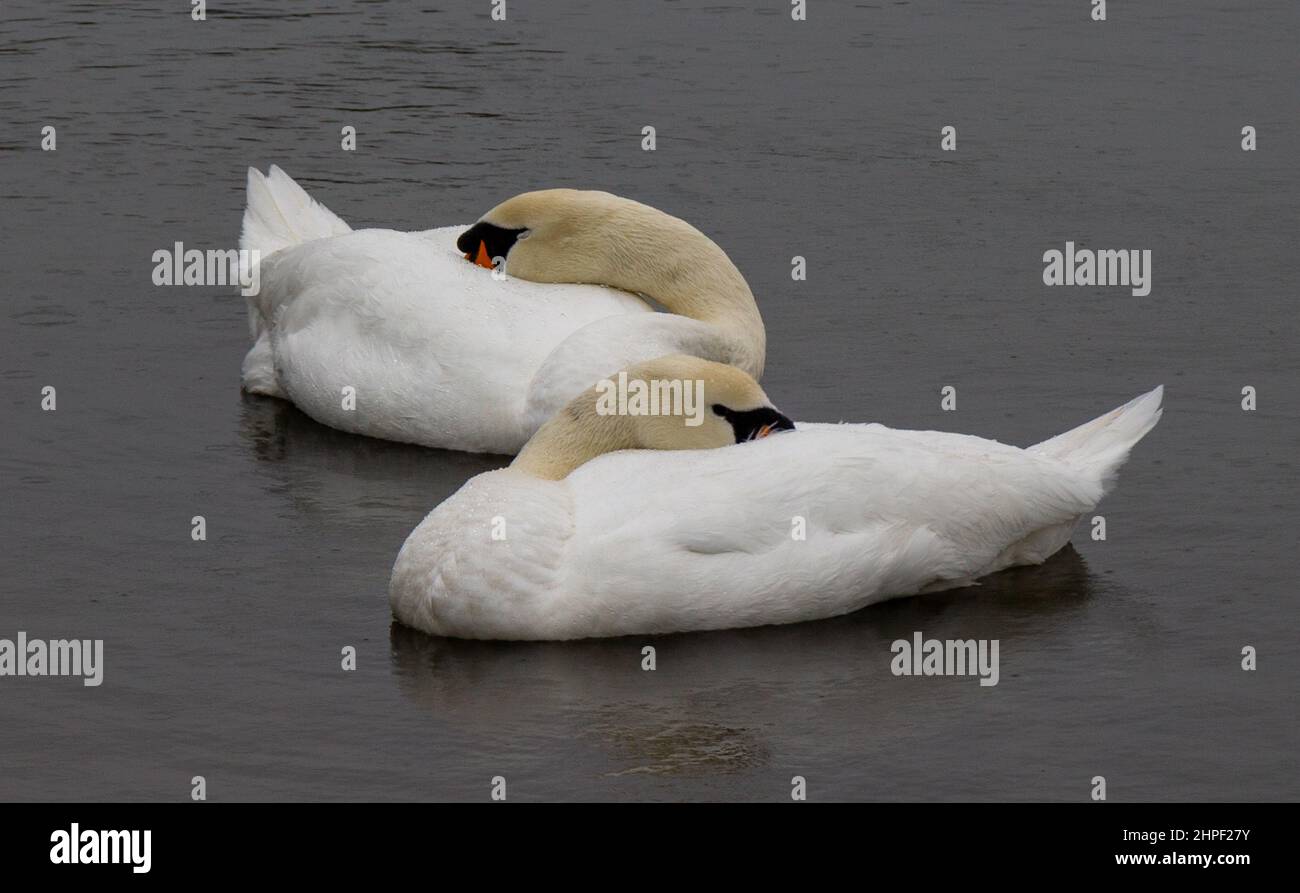 Mute Swans Cygnus olor in full adult plummage sleeping in rain Stock Photo