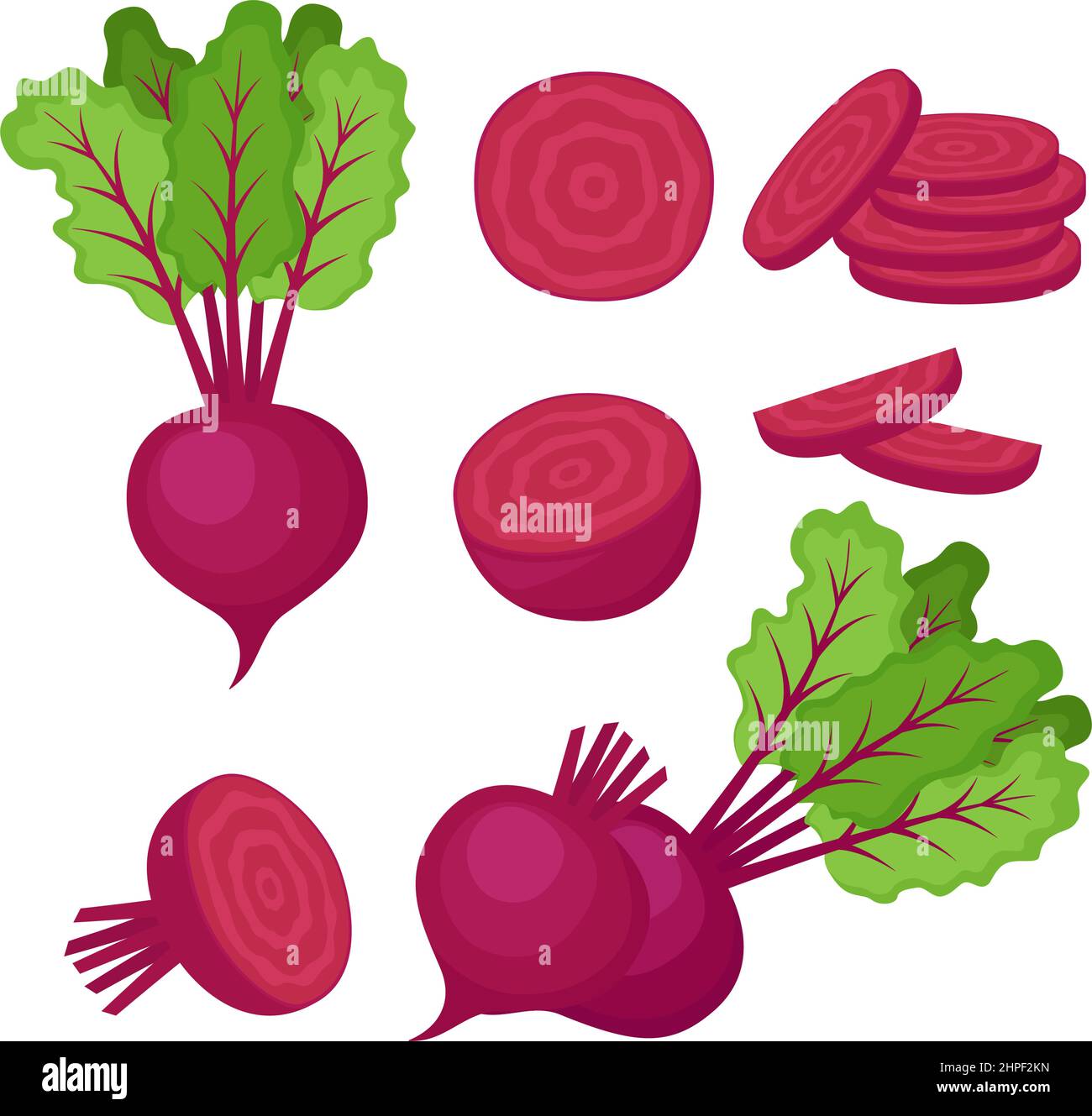 Beetroot, whole vegetable, half and slices, vector illustration Stock Vector