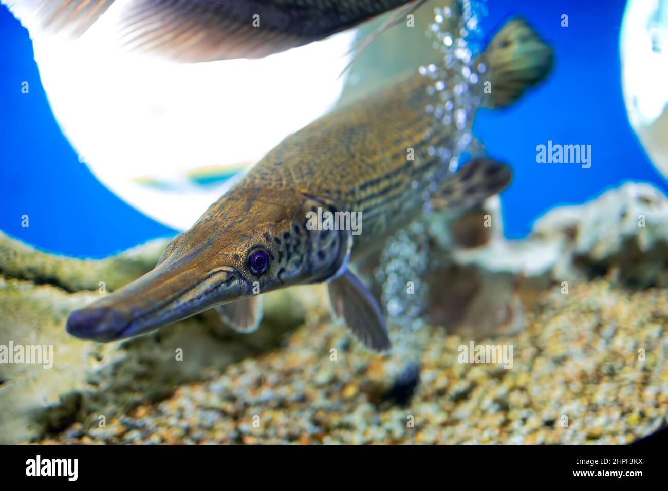 tropical fish in the aquarium fish alligator gar amazon Stock Photo