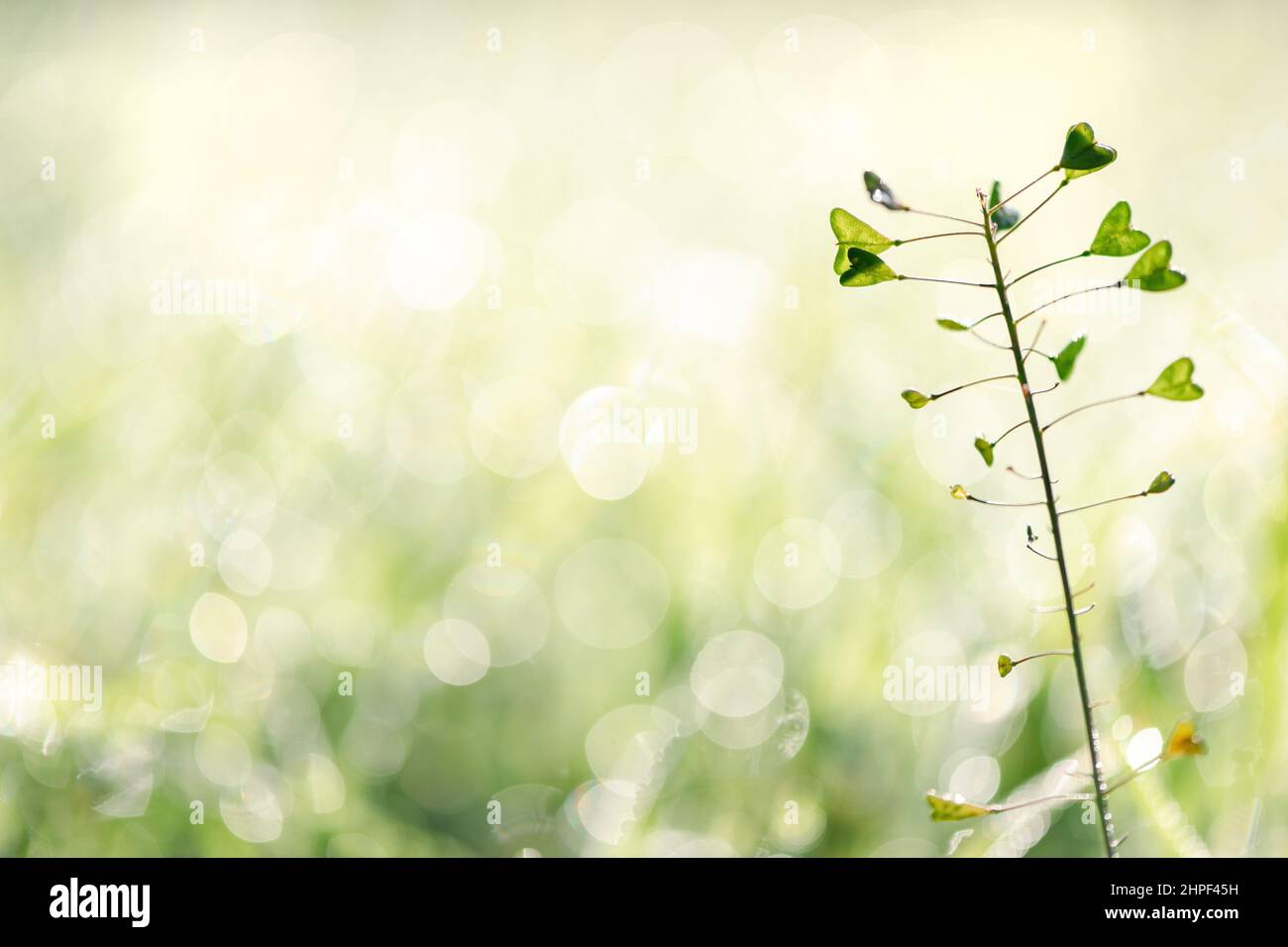 Shepherd's purse (Capsella bursa-pastoris) grass plant with abstract bokeh background, selective focus Stock Photo