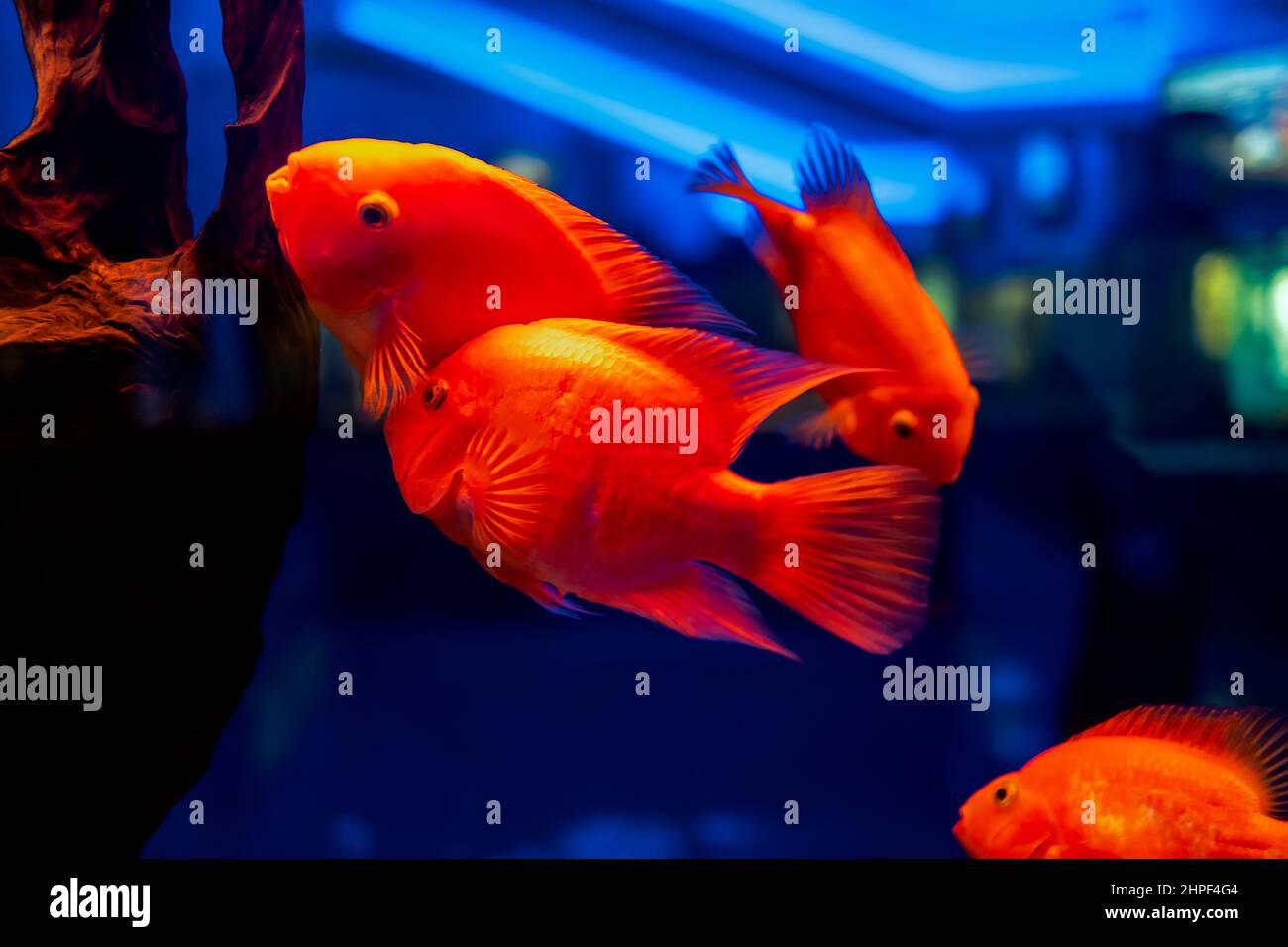 tropical fish in the aquarium fish red parrot swim Stock Photo
