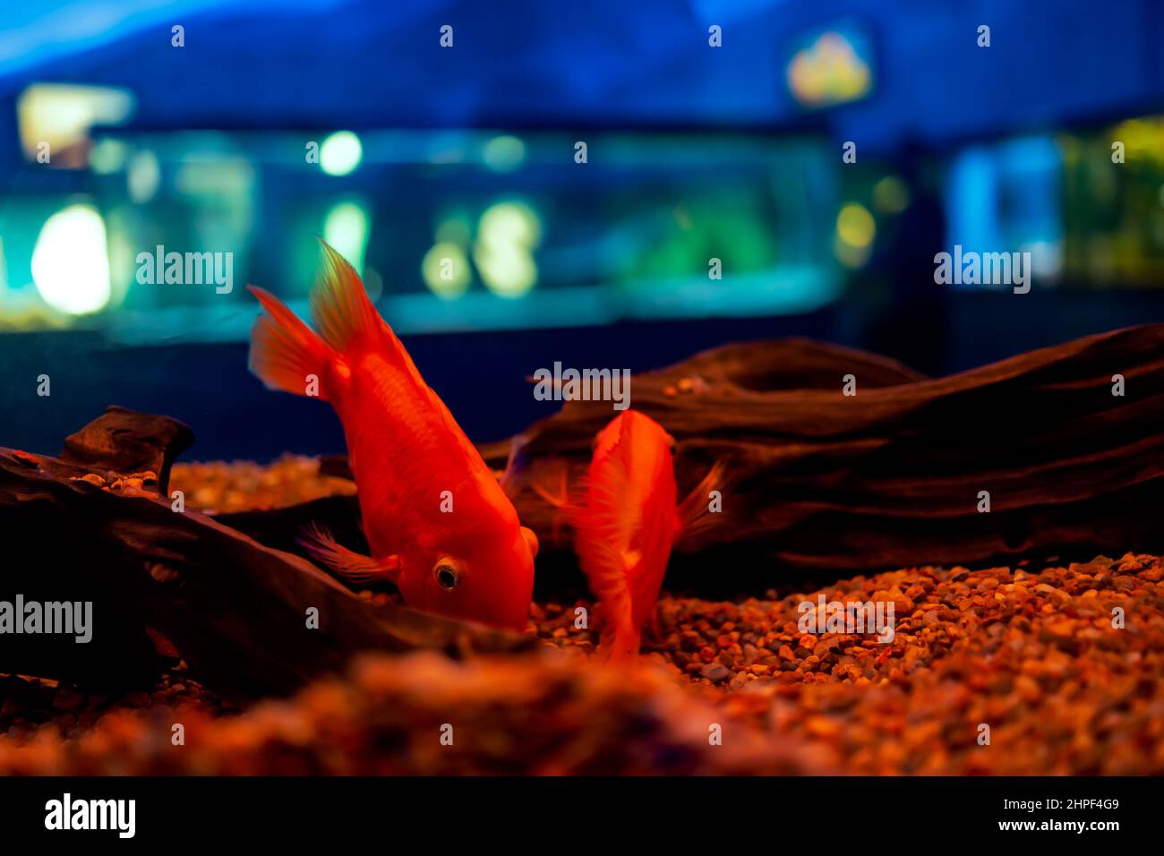 tropical fish in the aquarium red parrot fish swim at the bottom of the aquarium Stock Photo
