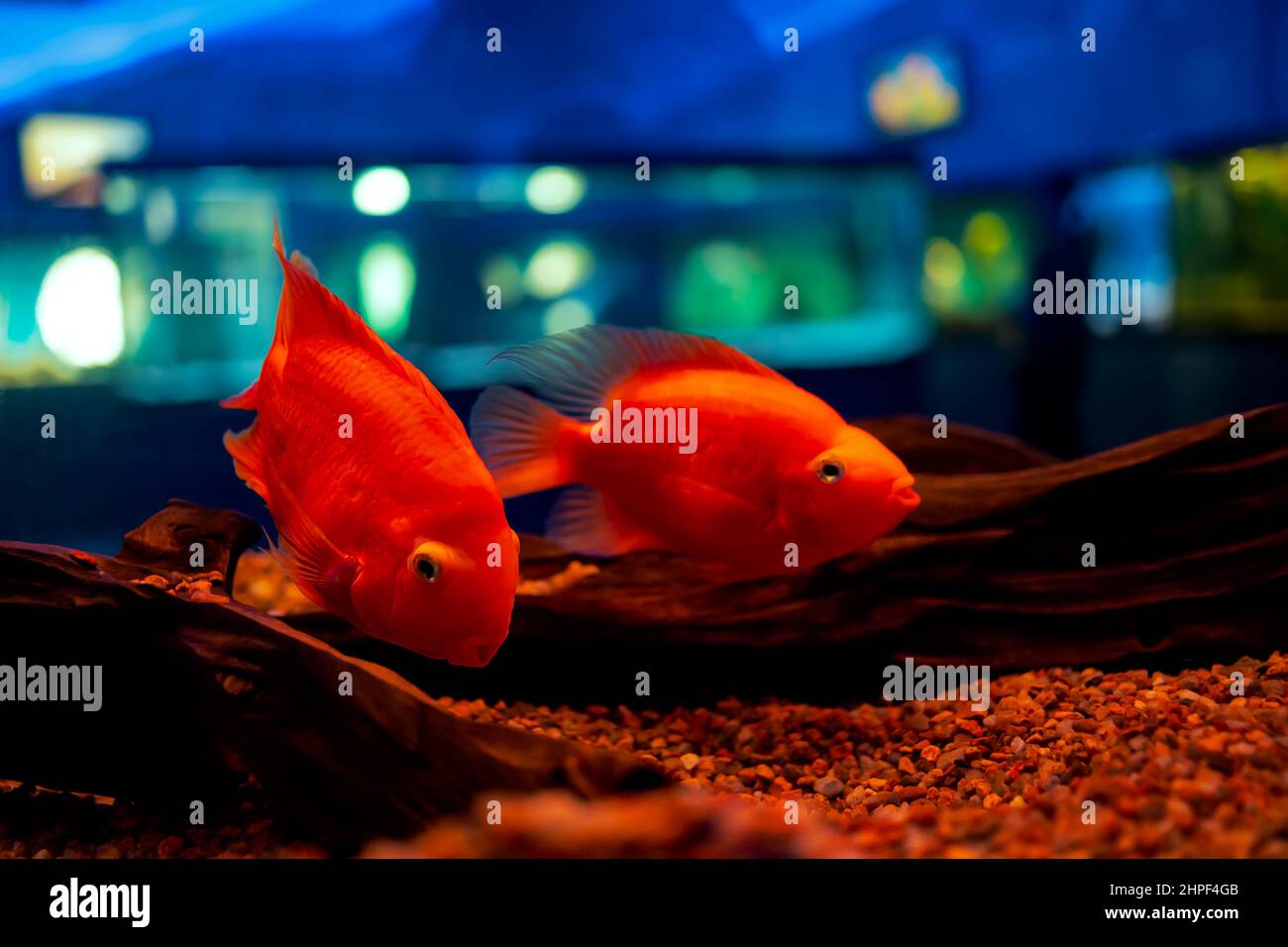 tropical fish in the aquarium red parrot fish swim at the bottom of the aquarium Stock Photo