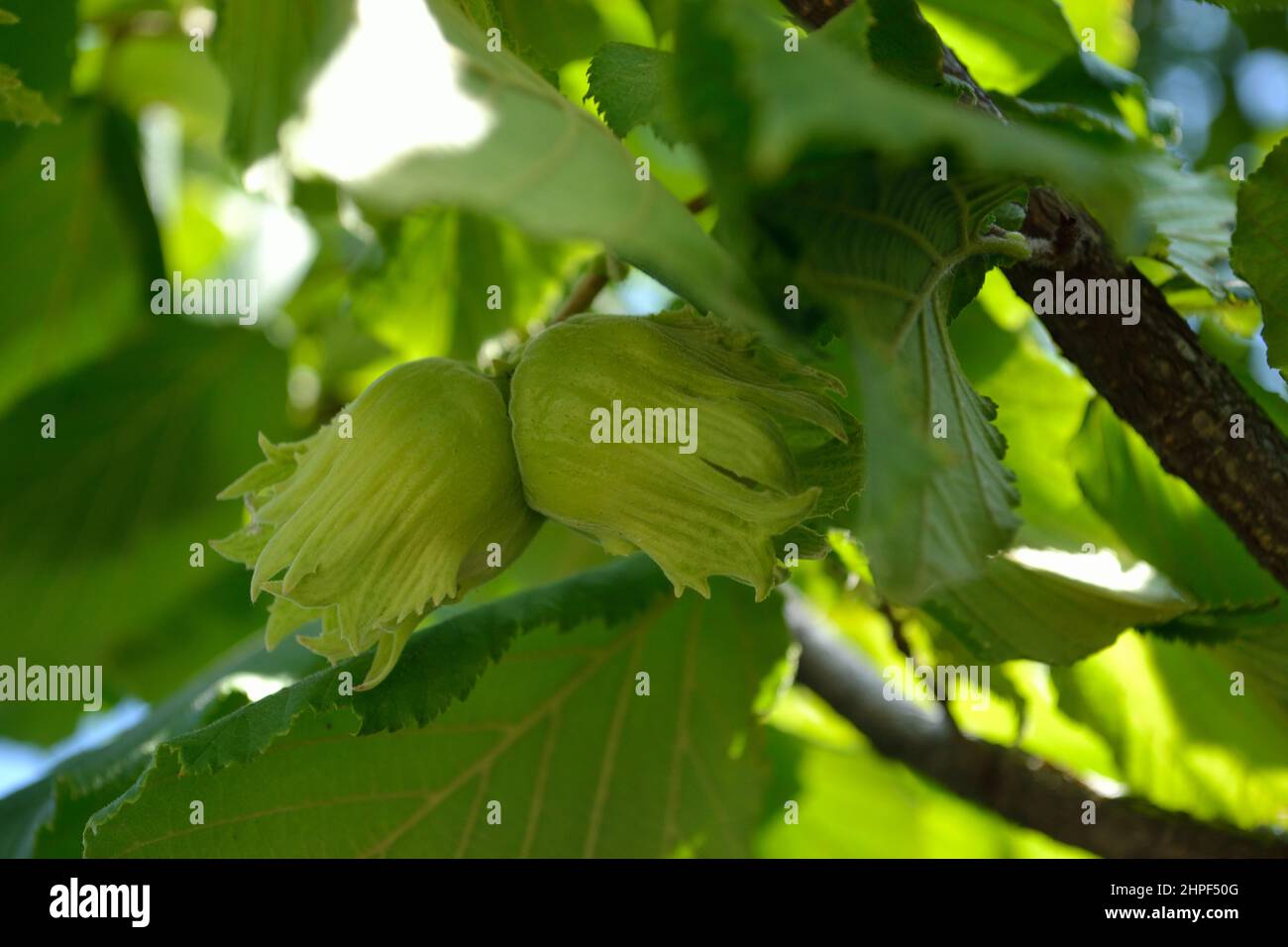 Mature fruits of hazelnut. Hazelnut tree canopy, with young fruit Stock