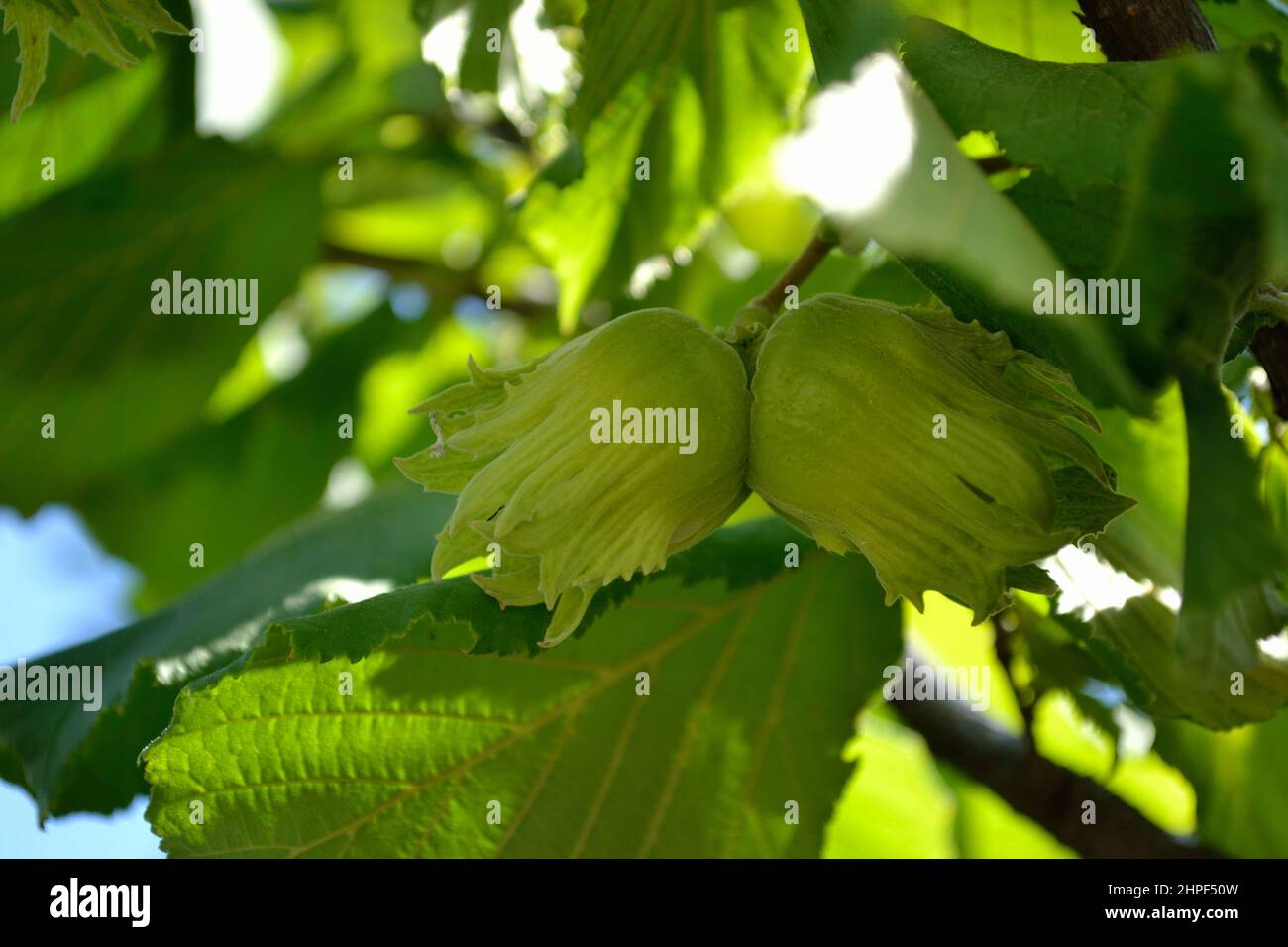 Mature fruits of hazelnut. Hazelnut tree canopy, with young fruit Stock