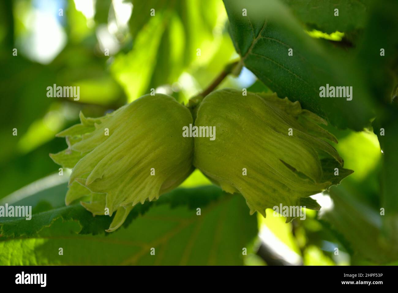 Mature fruits of hazelnut. Hazelnut tree canopy, with young fruit Stock