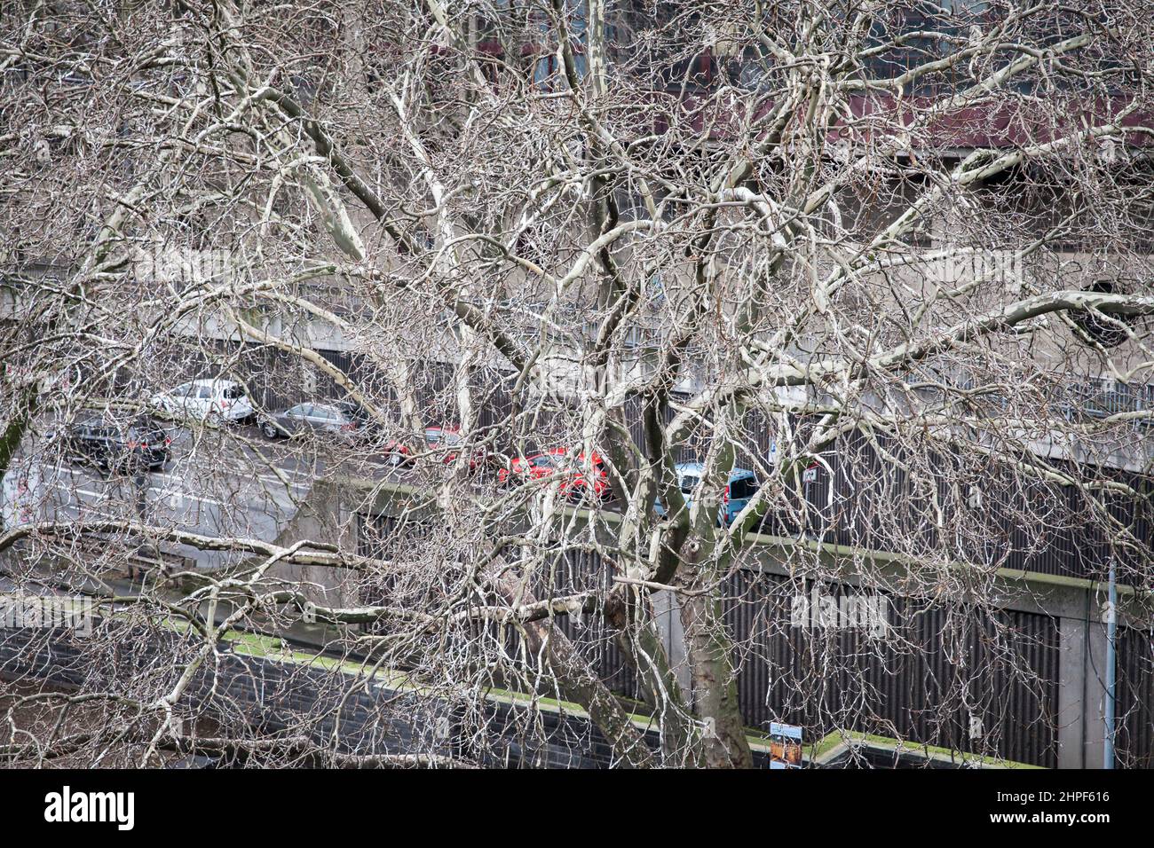plane tree, full of droppings of Neckbanded parakeets, on the banks of ...