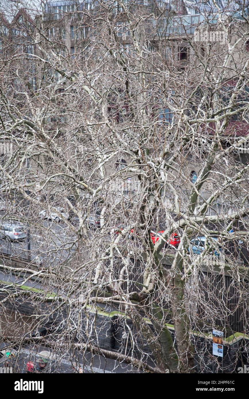 plane tree, full of droppings of Neckbanded parakeets, on the banks of ...