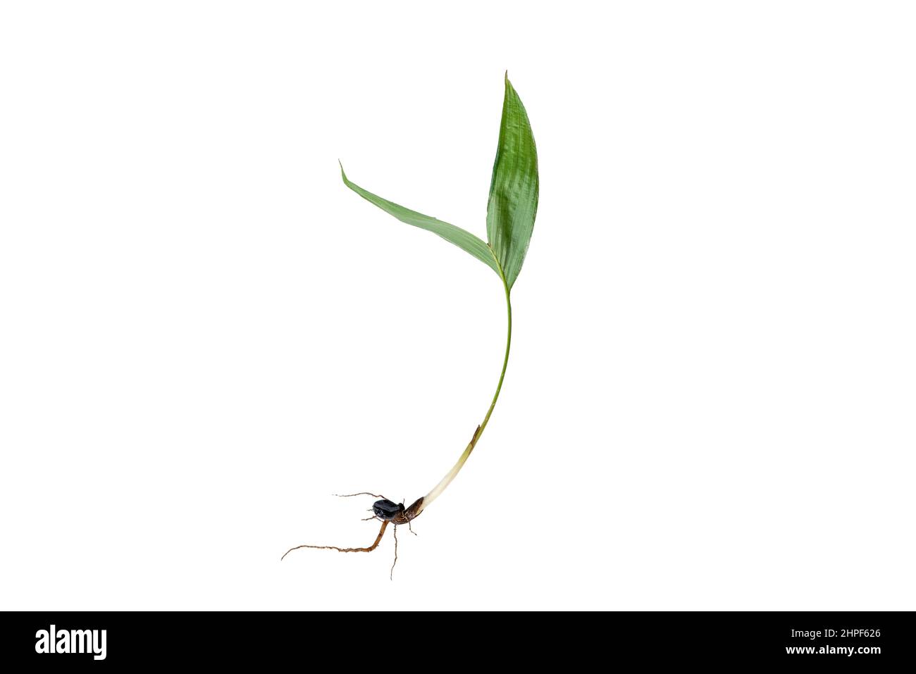 Oil palm tree with roots isolated on the white background. Stock Photo