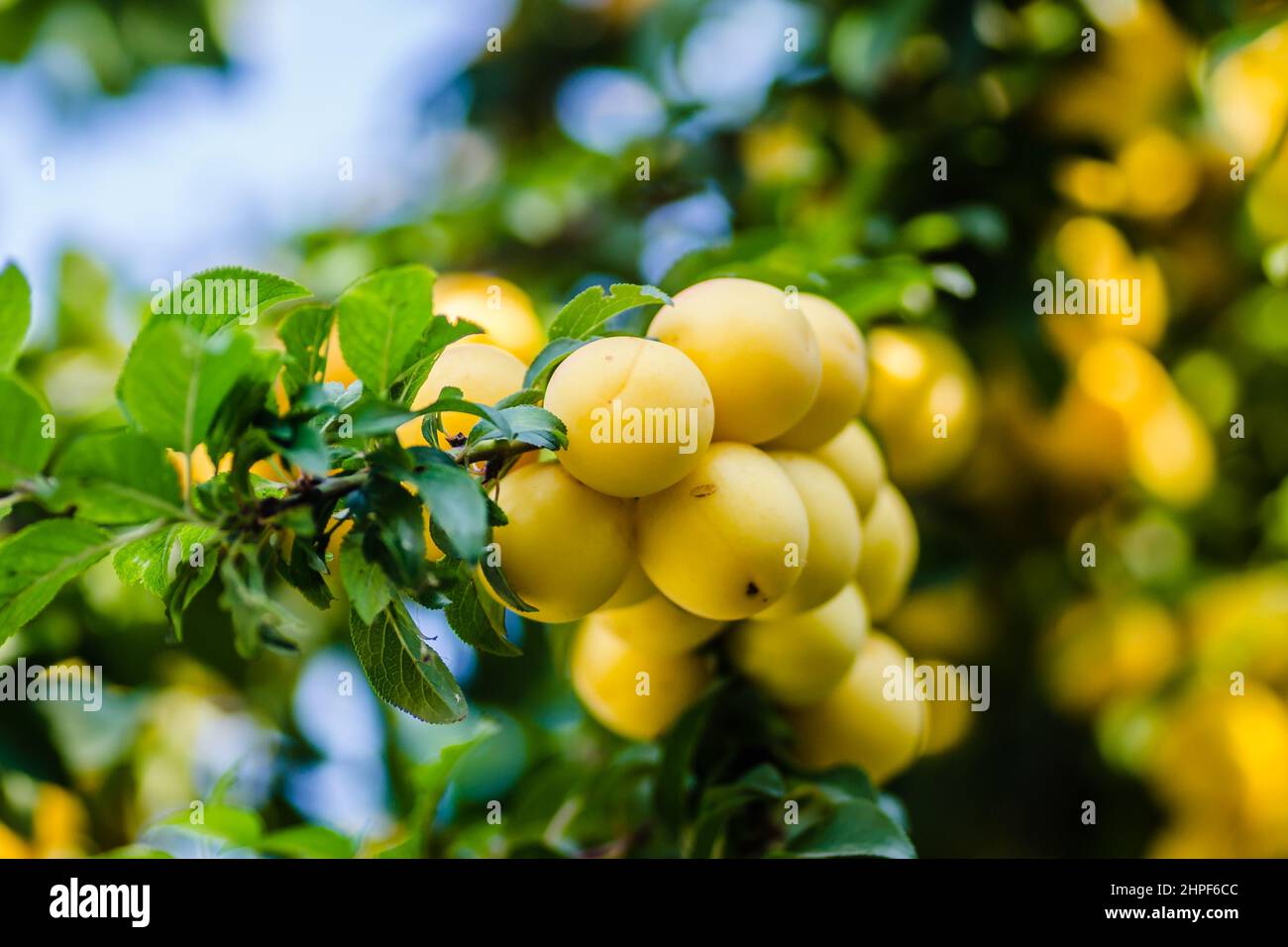 Ripe yellow plum fruits in the canopy of a tree on a branch Stock Photo