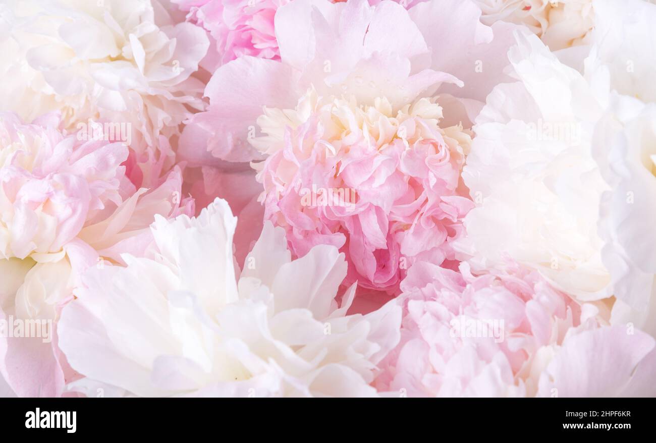 Romantic banner, delicate white peonies flowers close-up. Fragrant pink petals Stock Photo