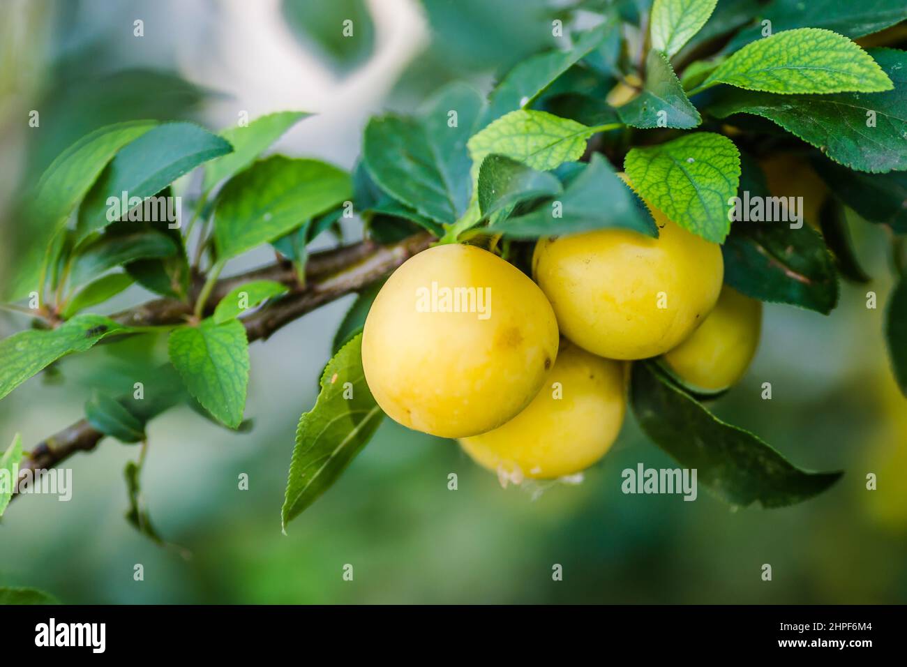 Ripe yellow plum fruits in the canopy of a tree on a branch Stock Photo