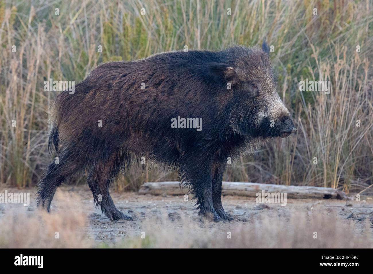 Wild Boar (Sus scrofa), side view of an adult standing on the ground, Lazio, Italy Stock Photo