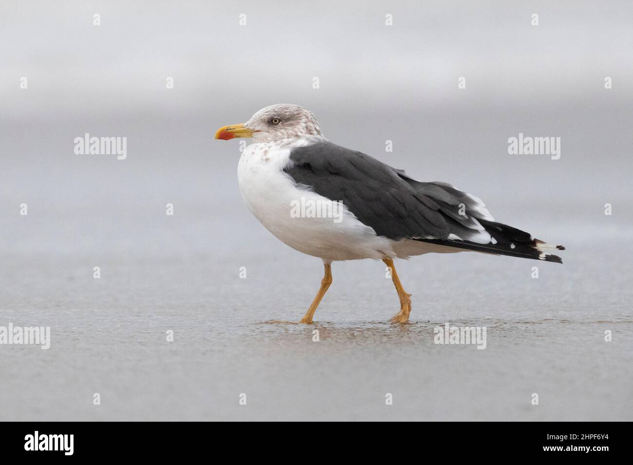 Lesser Black-backed Gull (Larus fuscus intermedius), side view of an adult standing on the shore, Campania, Italy Stock Photo