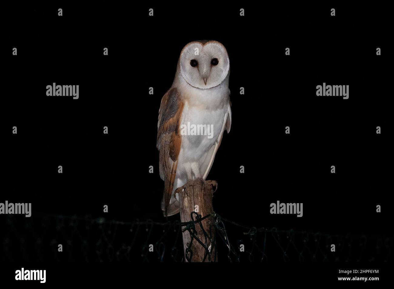 Barn Owl (Tyto alba), fornt view of an adult perched on a post, Campania, Italy Stock Photo