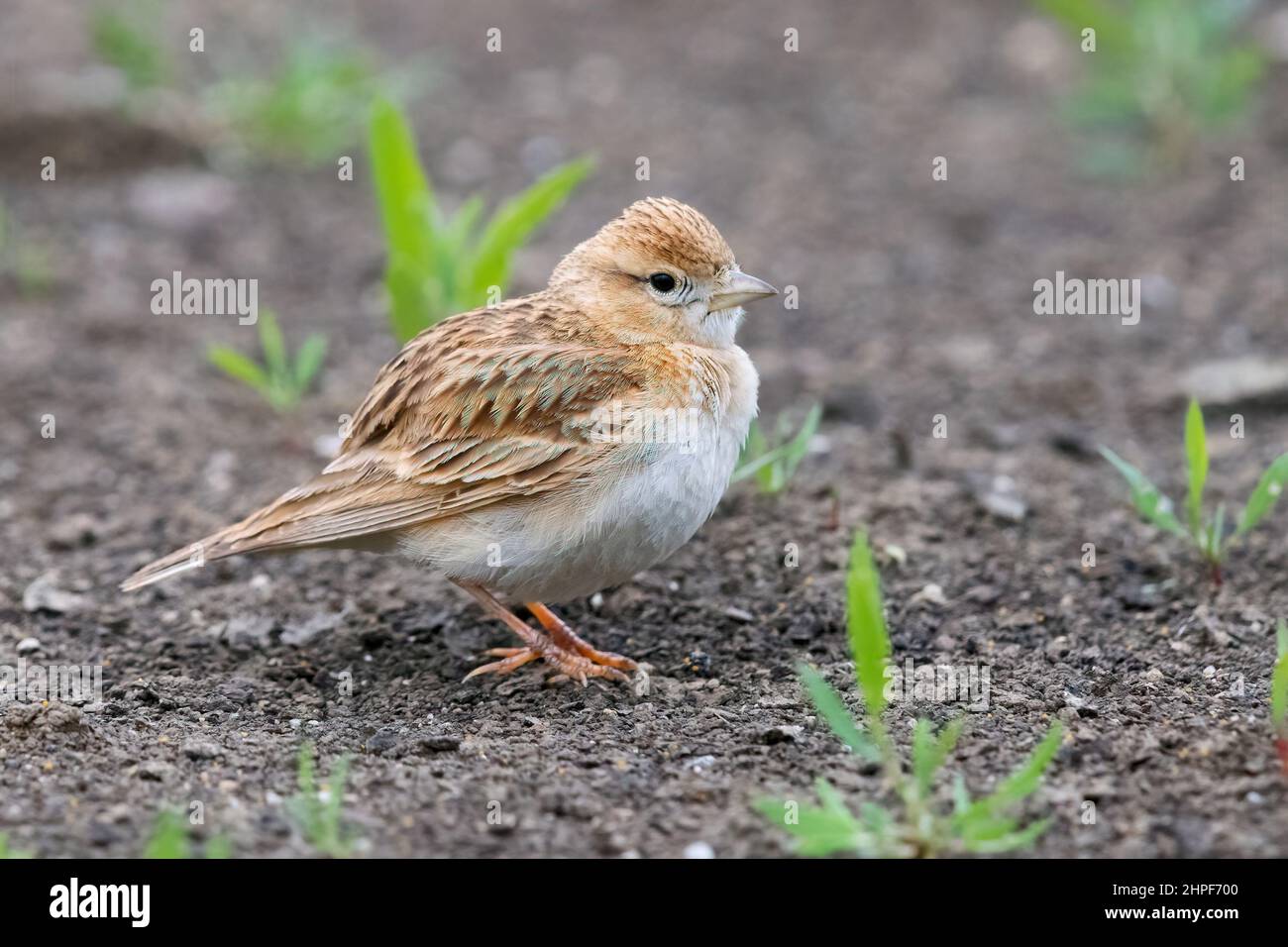 Greater Short-toed Lark (Calandrella brachydactyla), side view of an adult standing on the ground, Campania, Italy Stock Photo