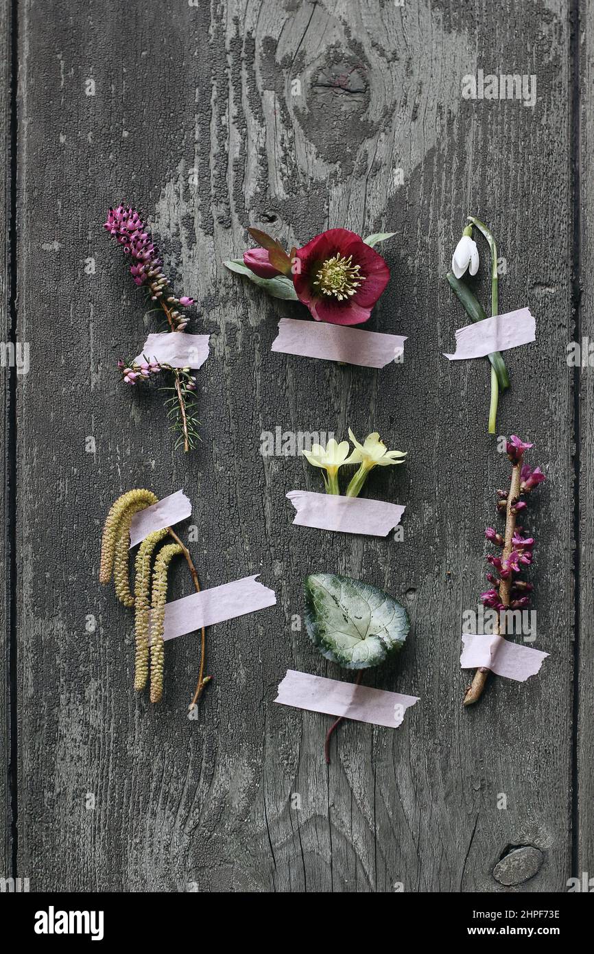 Floral still life. Group of winter, springtime flowers taped on old wooden door. Primrose, snowdrop and hellebore. Erica, hazel catkins. Garden Stock Photo