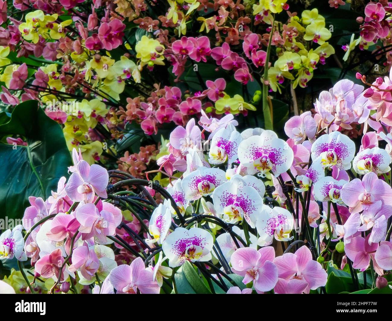 Bright pink orchids on display hi-res stock photography and images - Alamy
