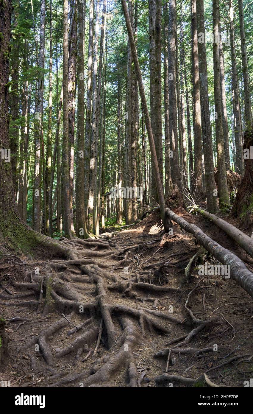 Forest trail over tree roots Stock Photo - Alamy