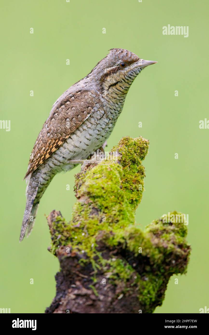 Eurasian Wryneck (Jynx torquilla), side view of an adult perched on an old branch, Campania, Italy Stock Photo