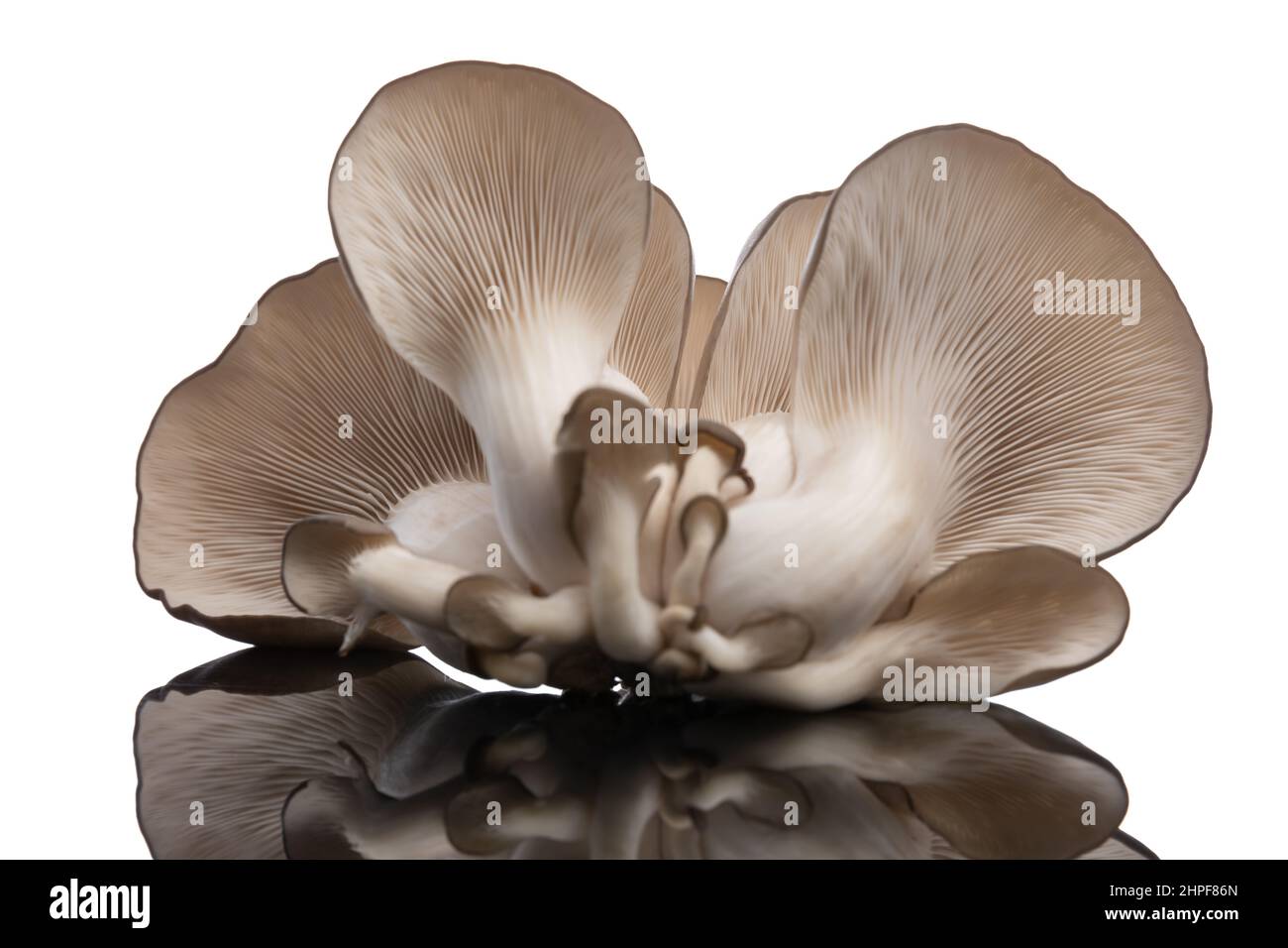oyster fungus on white background promoting healthy lifestyle and getting ready to be cooked for a delicious dinner Stock Photo