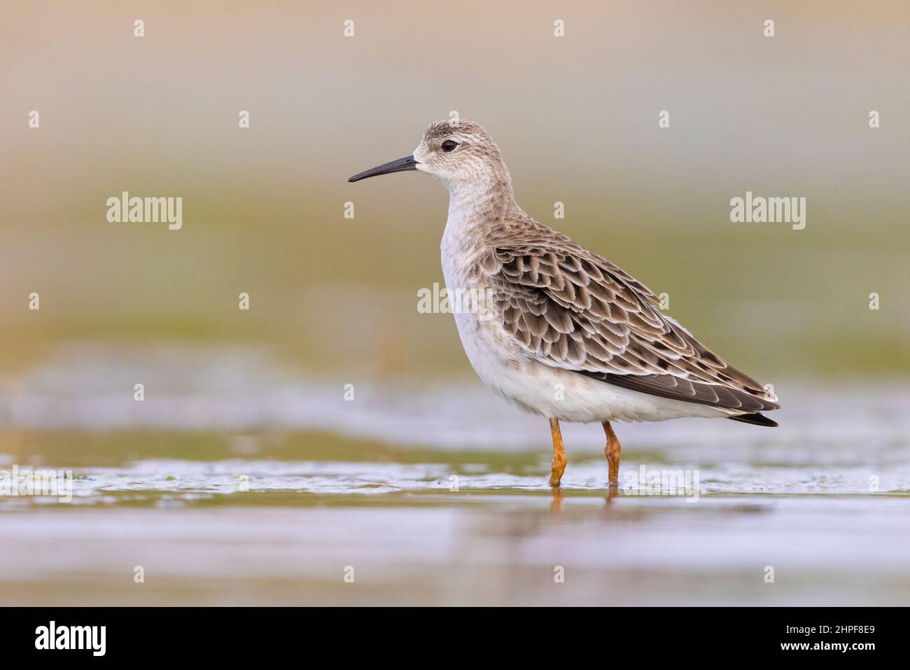 Italian Ruff's Ruff (Philomachus pugnax), side view of an adult female standing in the ...