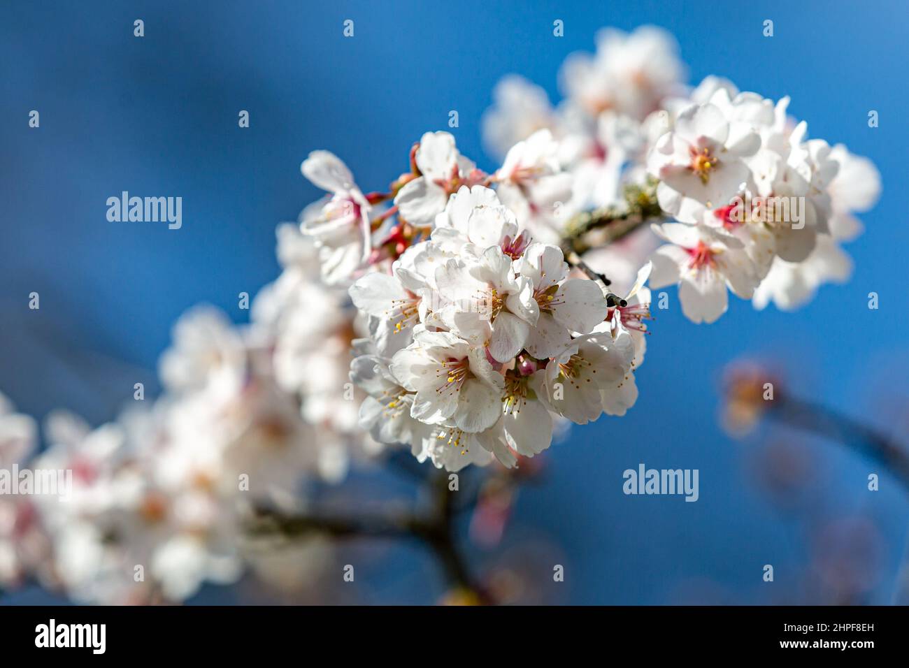 Cherry blossom in spring sunshine hi-res stock photography and images ...