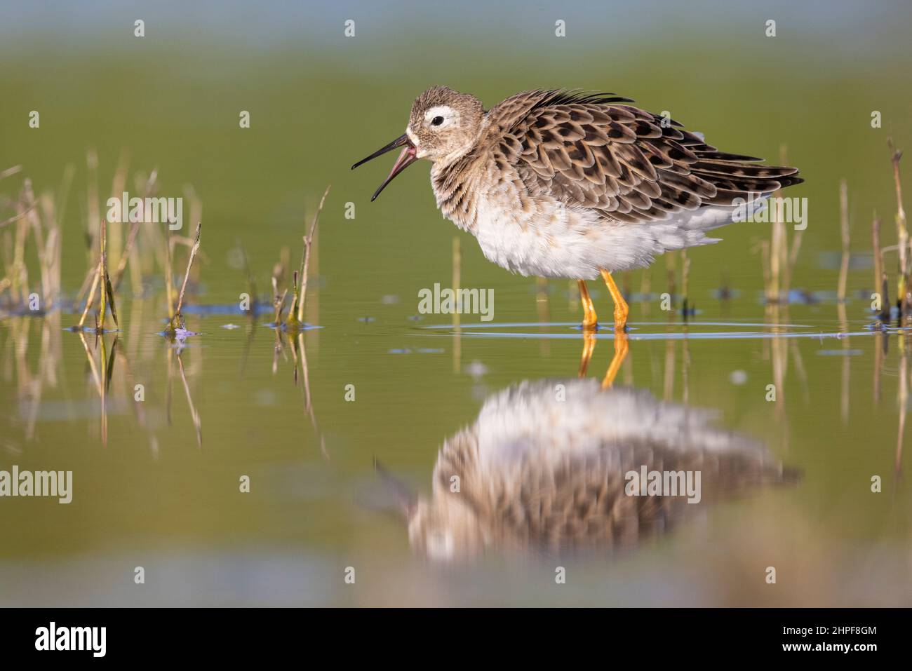 Italian Ruff's Horizontal ruff hi-res stock photography and images - Alamy