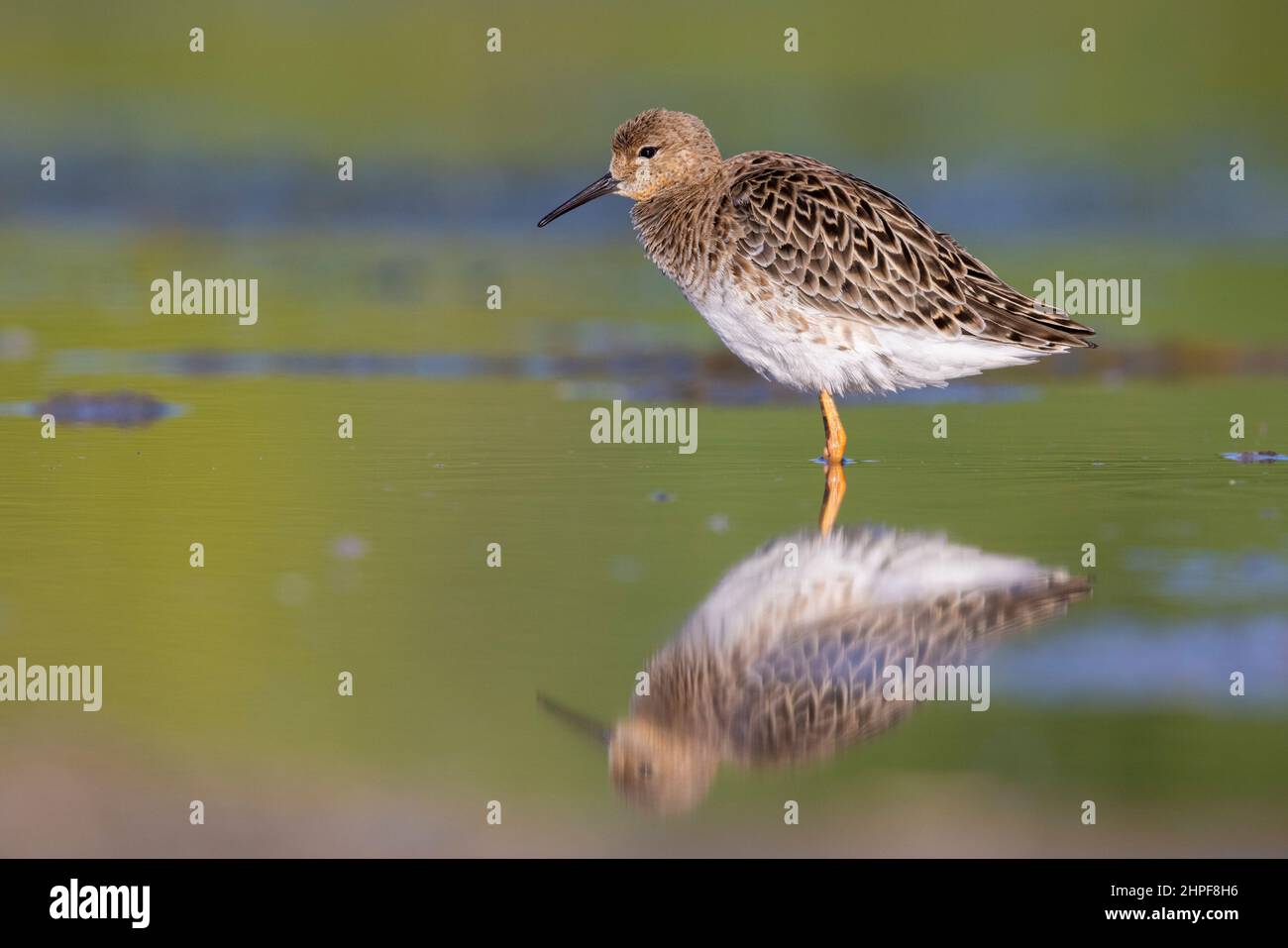 Italian Ruff's Horizontal ruff hi-res stock photography and images - Alamy