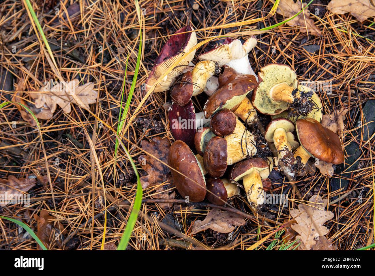 Mushrooms with brown caps in the autumn forest. Polish mushroom close-up. Stock Photo