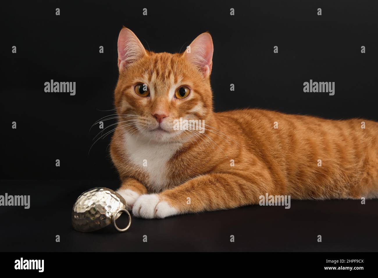 Portrait of young honorable arab ginger tabby cat looking at camera on black background. Pets Stock Photo