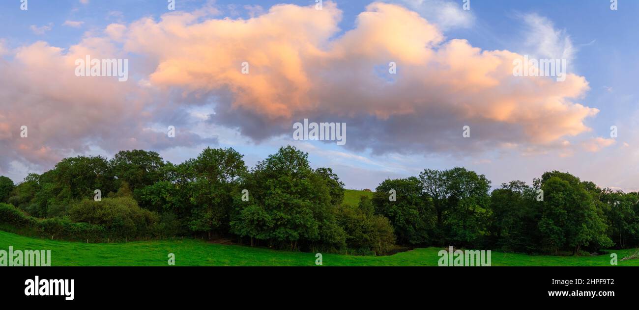Evening cloud over a line of trees on the edge of a field in Devon Stock Photo