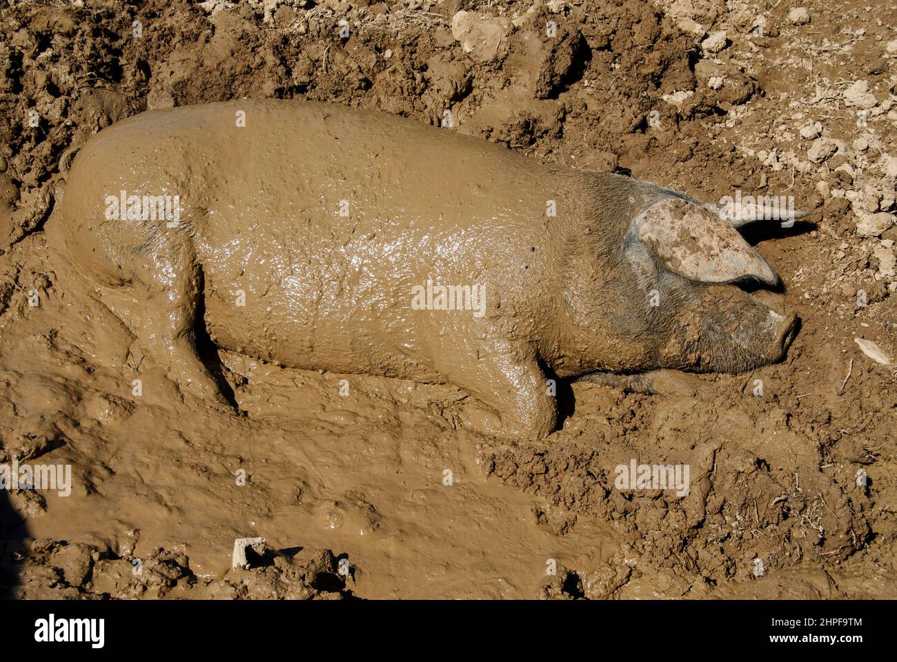 Pig sleeping in the mud Stock Photo