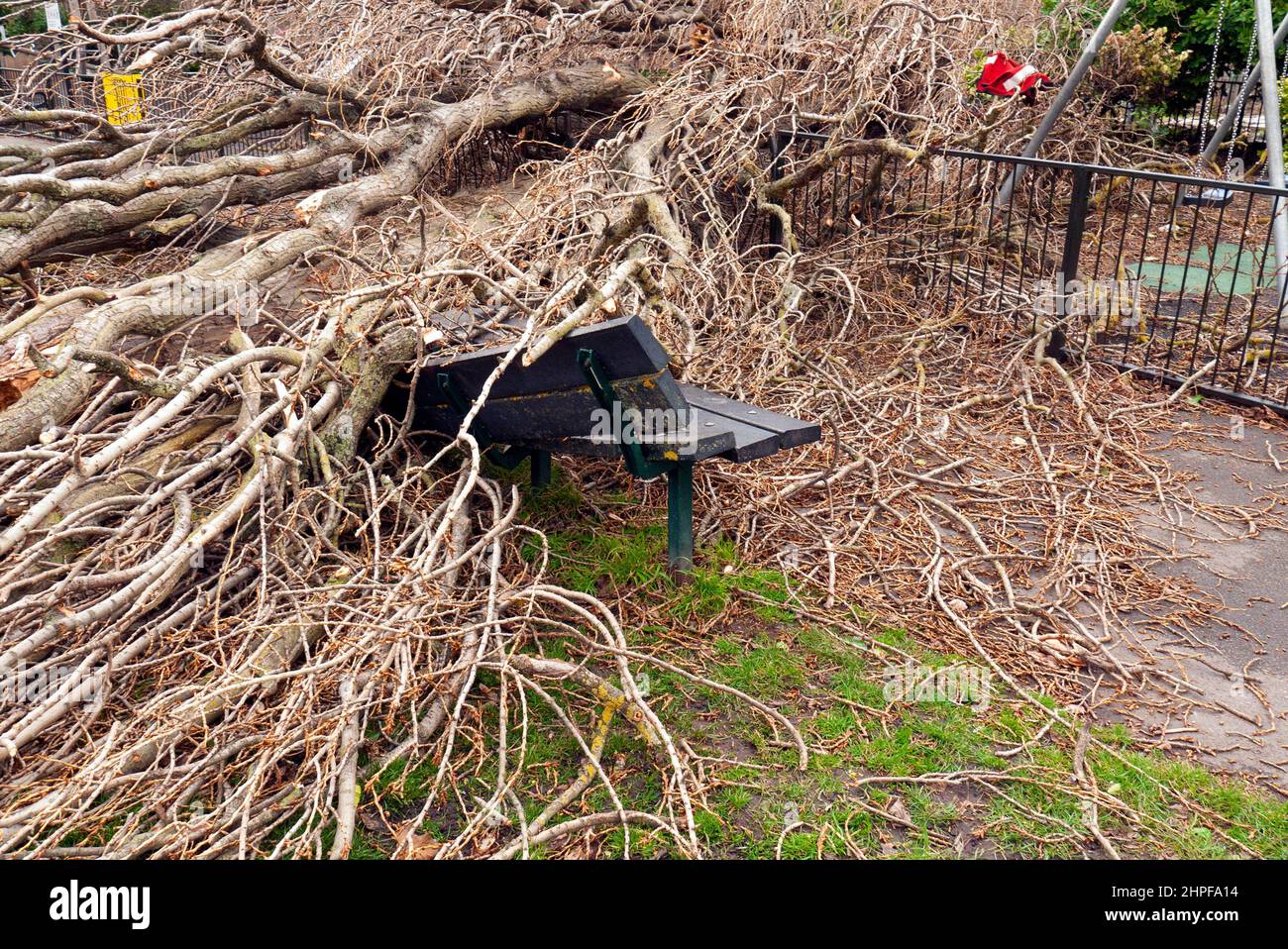 London, UK. 21st Feb, 2022. Fallen tree in Garratt Park Wandsworth on