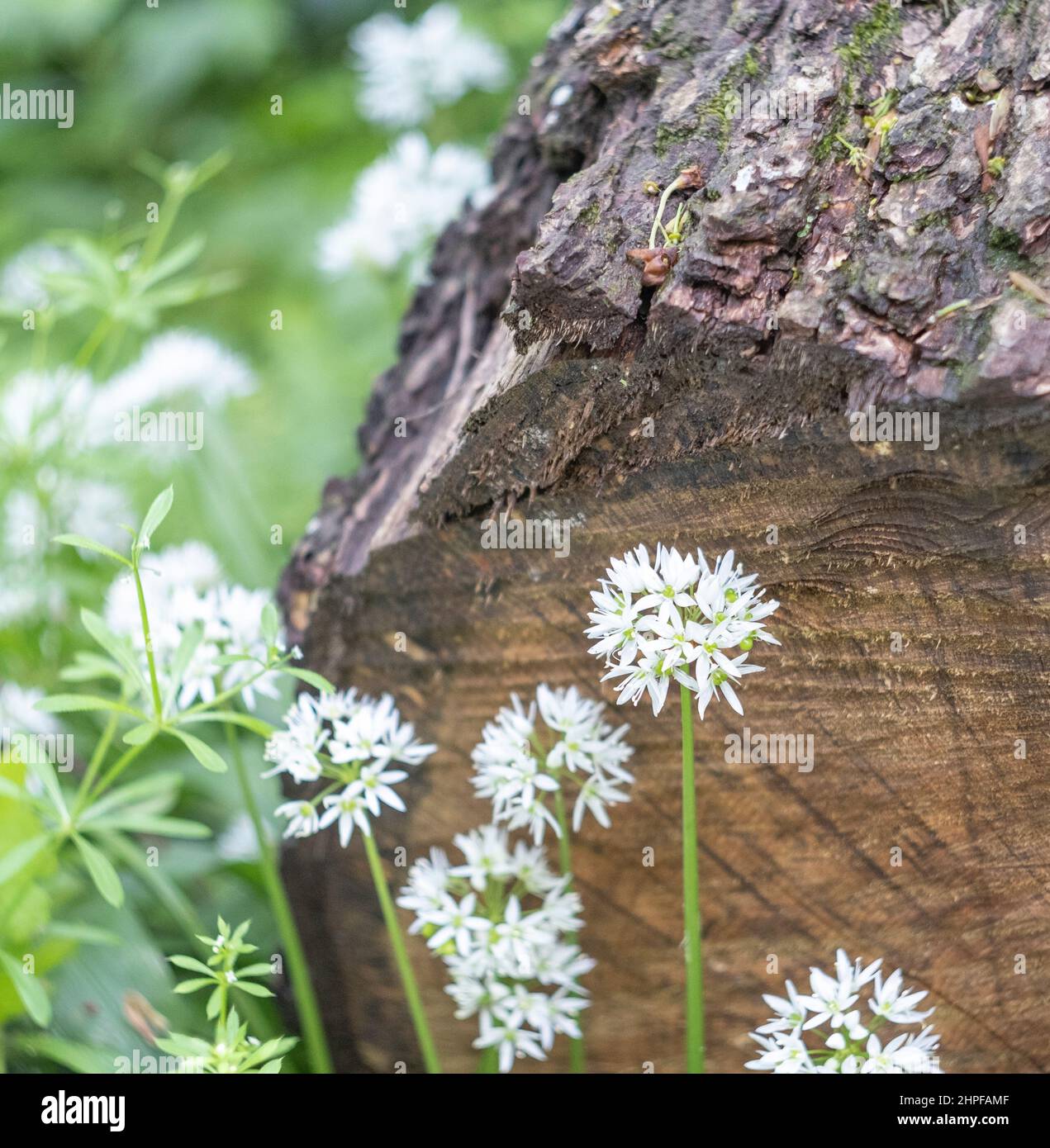 Wild Garlic in a Devon Woodland growing beside a fallen tree trunk. Stock Photo