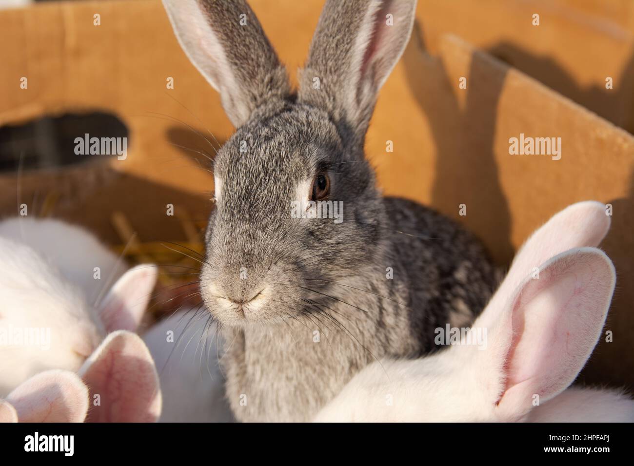 Rabbit for sale in the market. A beautiful domestic gray and white ...