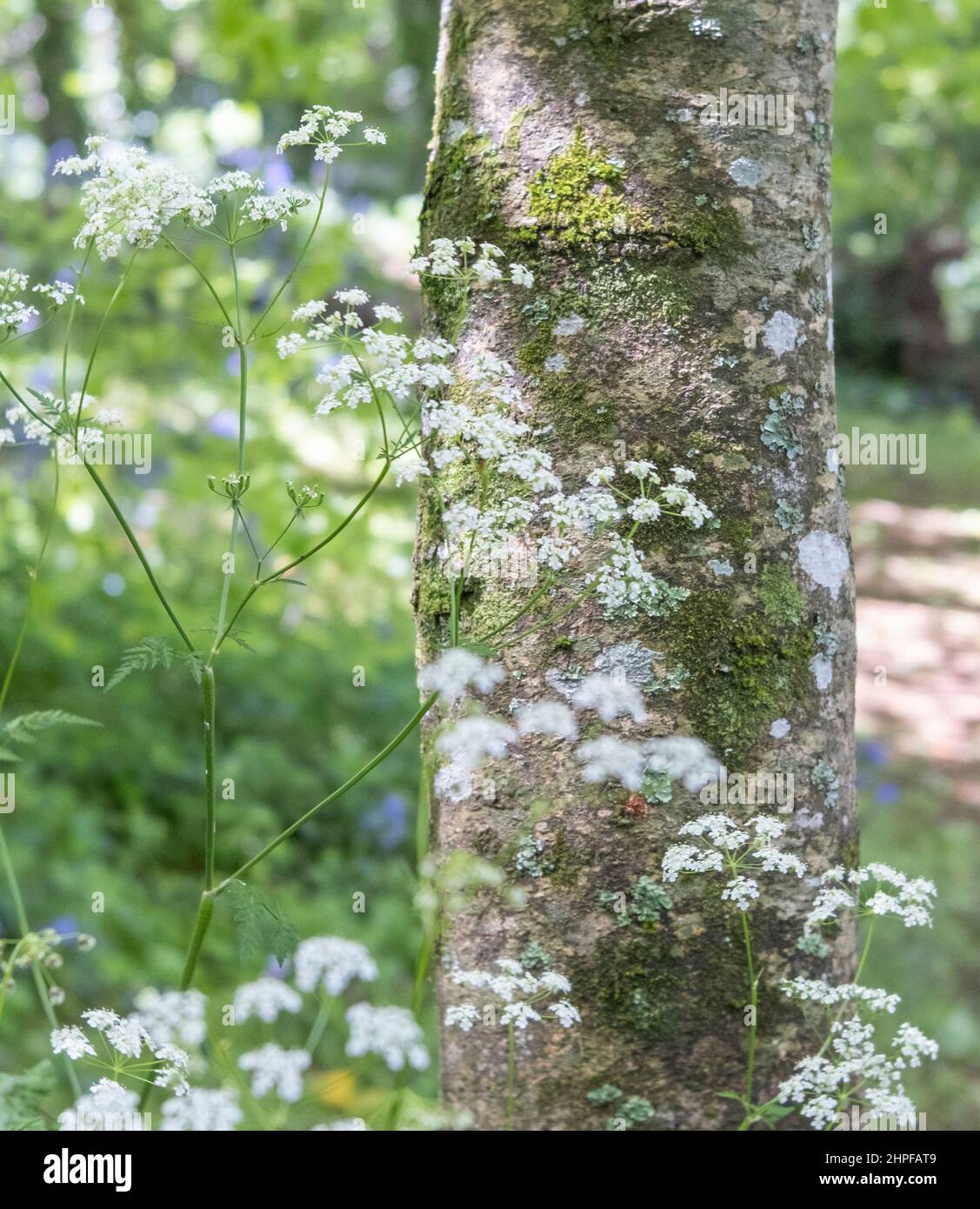 Woodland cow parsley growing around the tree Stock Photo Alamy