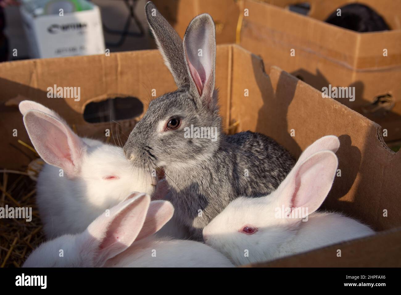 Rabbit for sale in the market. A beautiful domestic gray and white