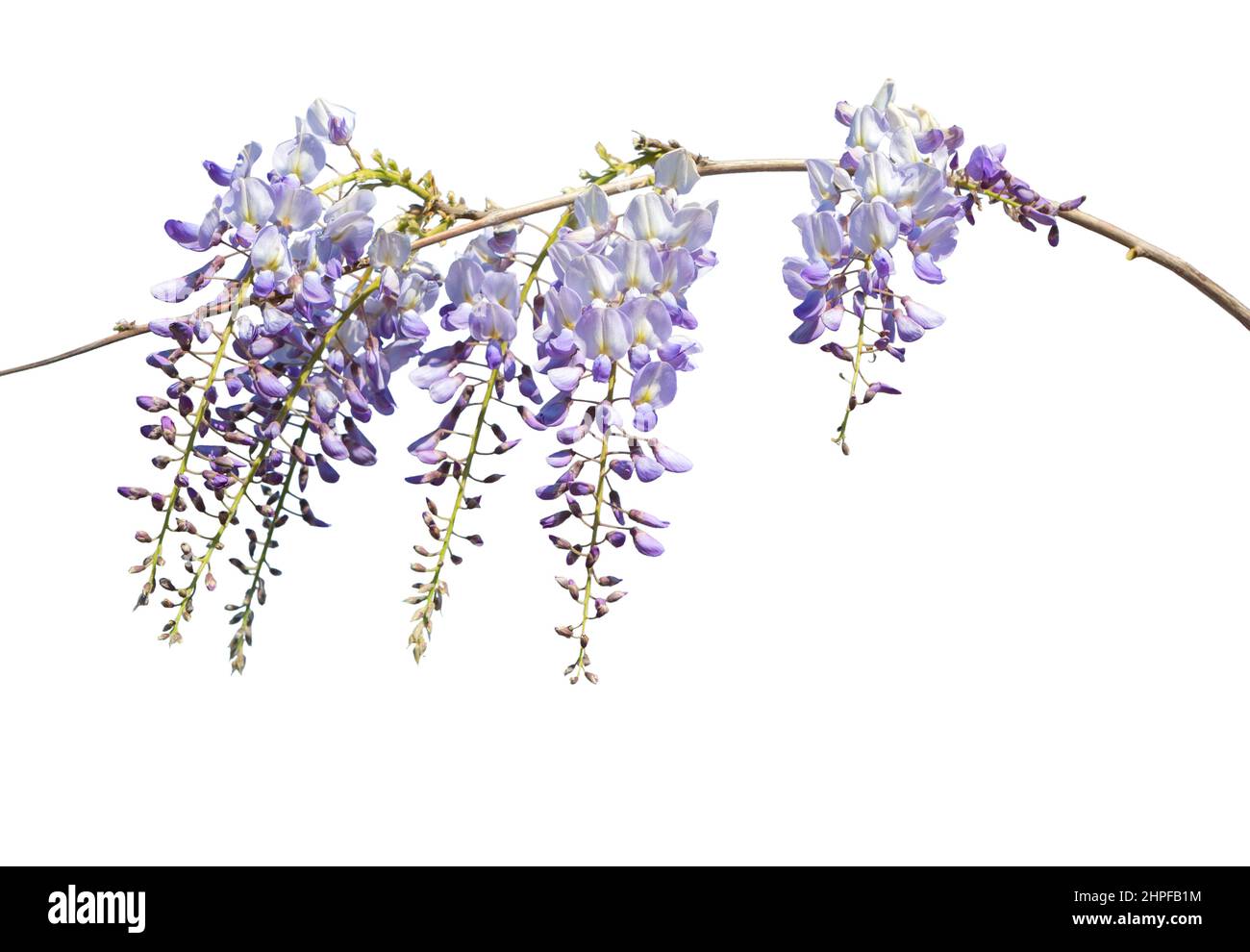 Branch of Wisteria flowers isolated on white background. Selective focus. Stock Photo