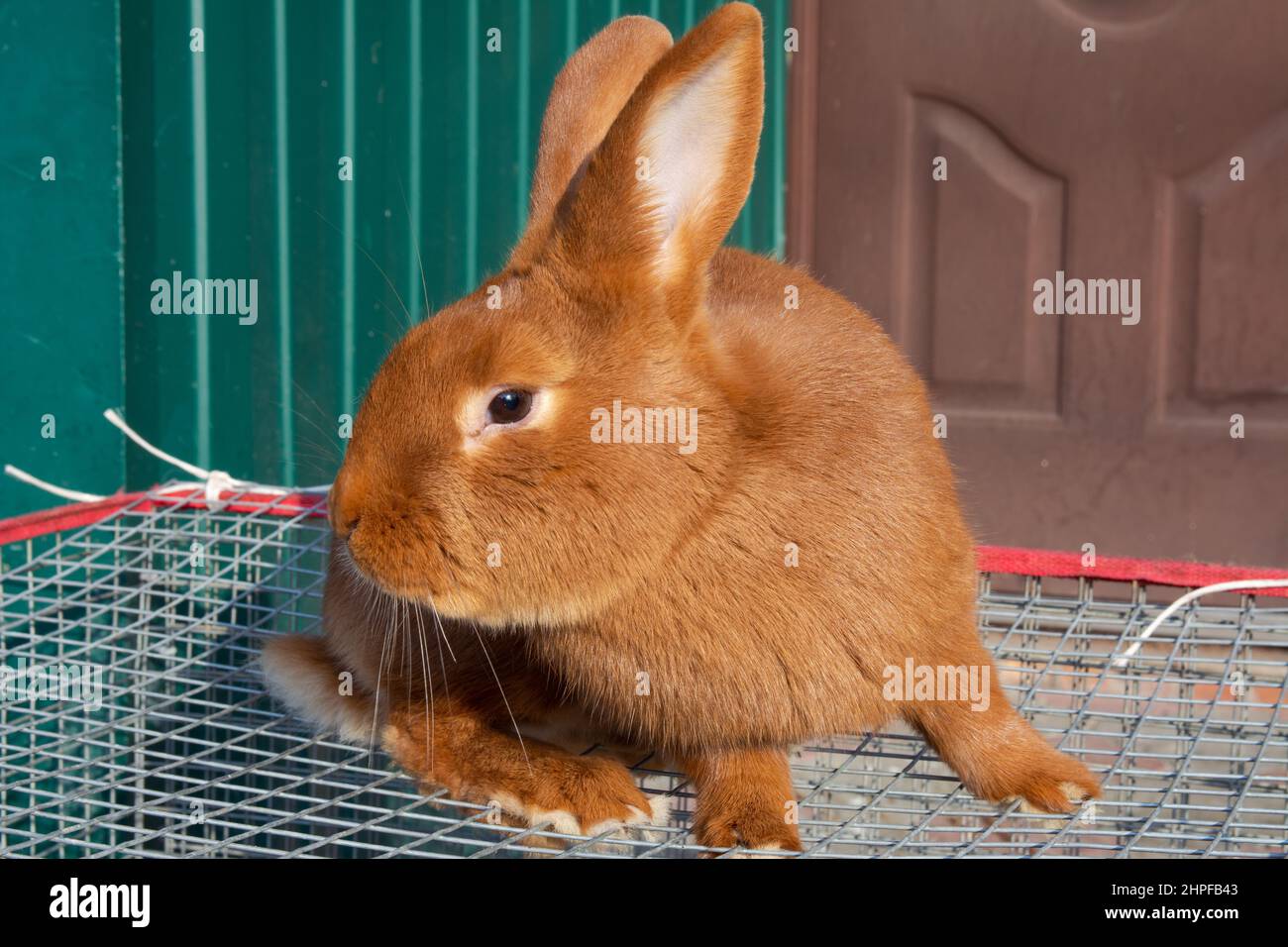Rabbit for sale in the market. A beautiful red domestic rabbitand ...