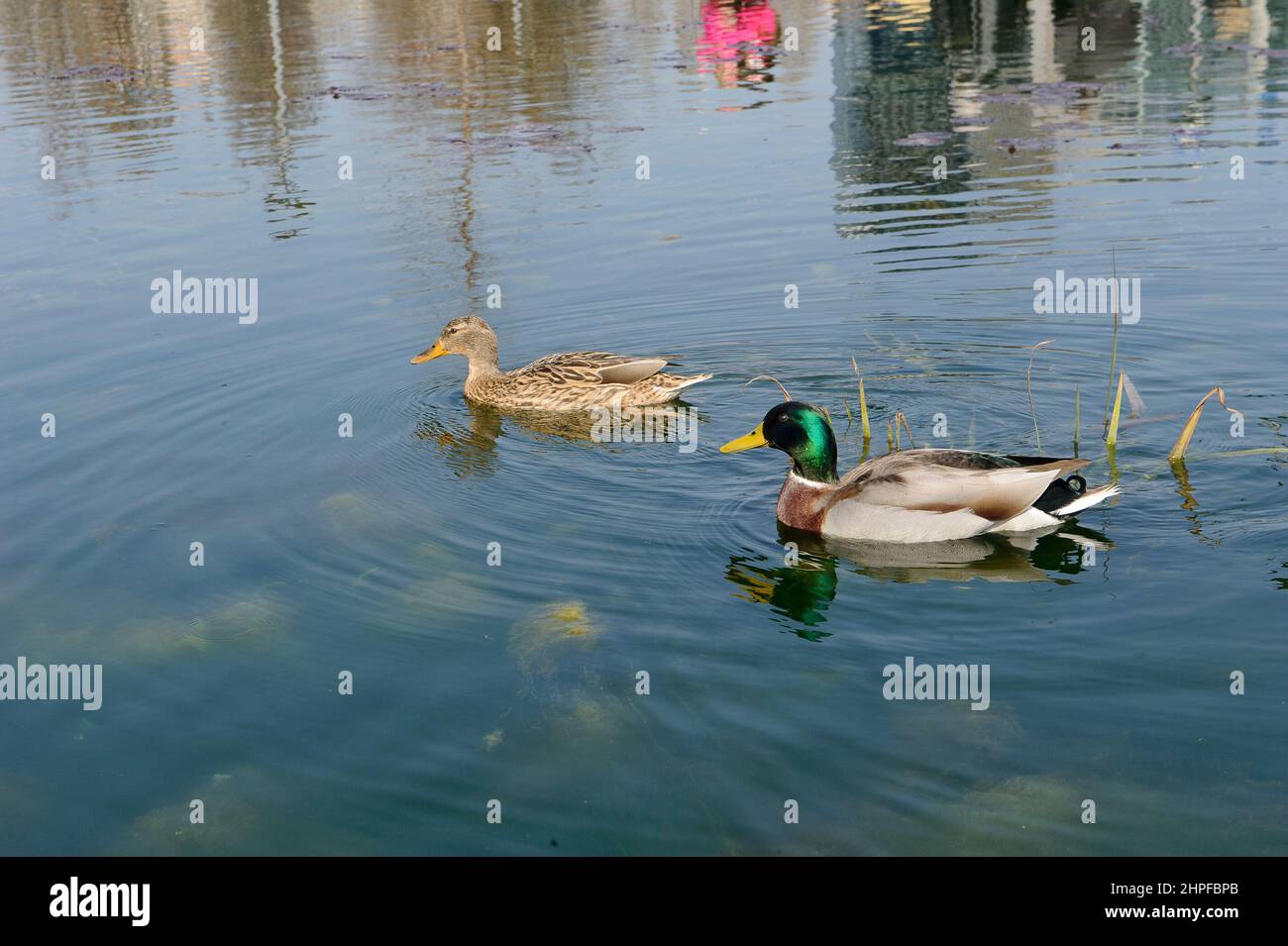 Milan, Italy In the pond of the Biblioteca degli Alberi Park, piazza Gae Aulenti, a pair of German ducks (Anas platyrhynchos). Stock Photo