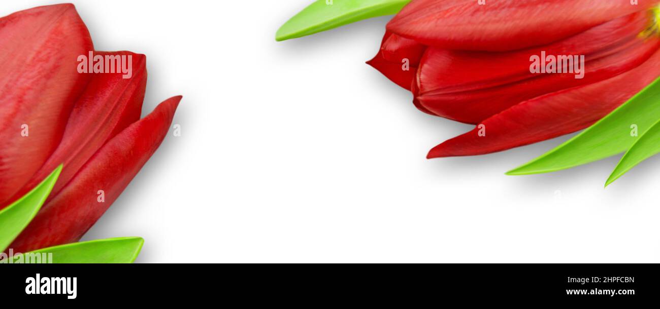 Two red tulips against white background Stock Photo