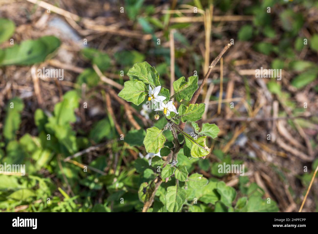 Solanum nigrum, Black Nightshade Plant in Flower Stock Photo