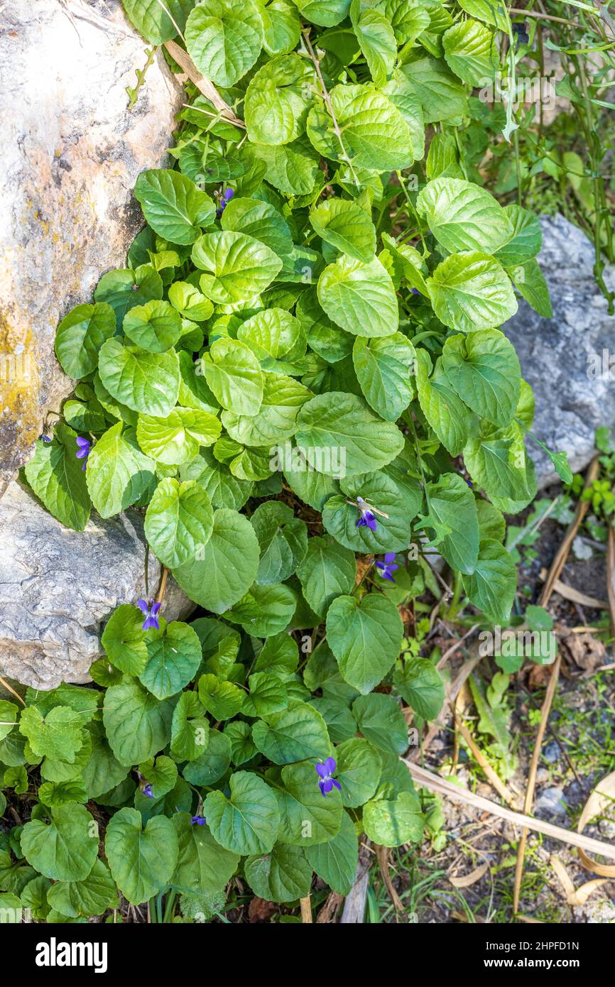 Viola odorata, Wood violet Plant in Flower Stock Photo