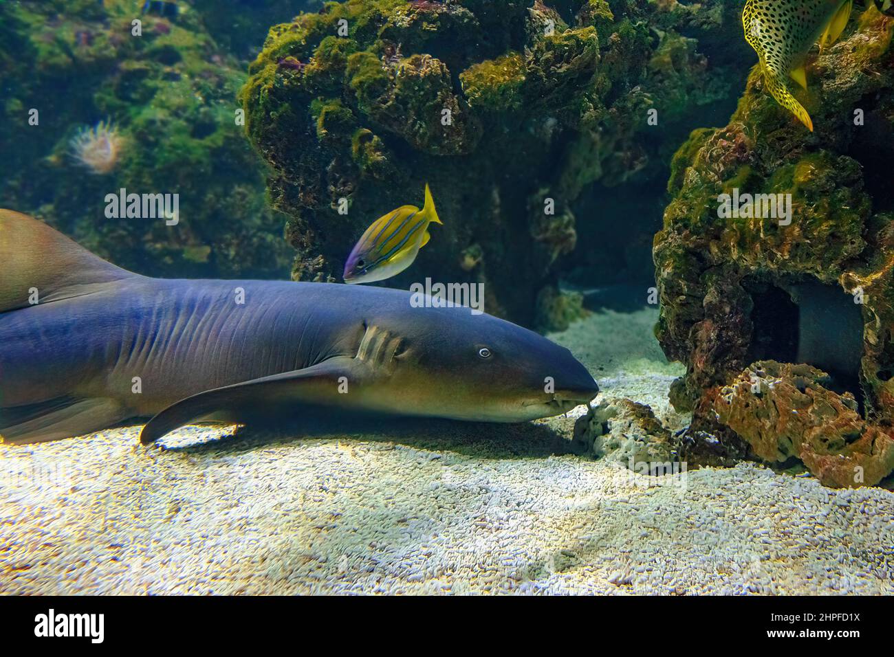 Close up of Nurse shark eating in aquarium seabed. Ginglymostoma cirratum species in the family Ginglymostomatidae. Living in the Atlantic Ocean and Stock Photo