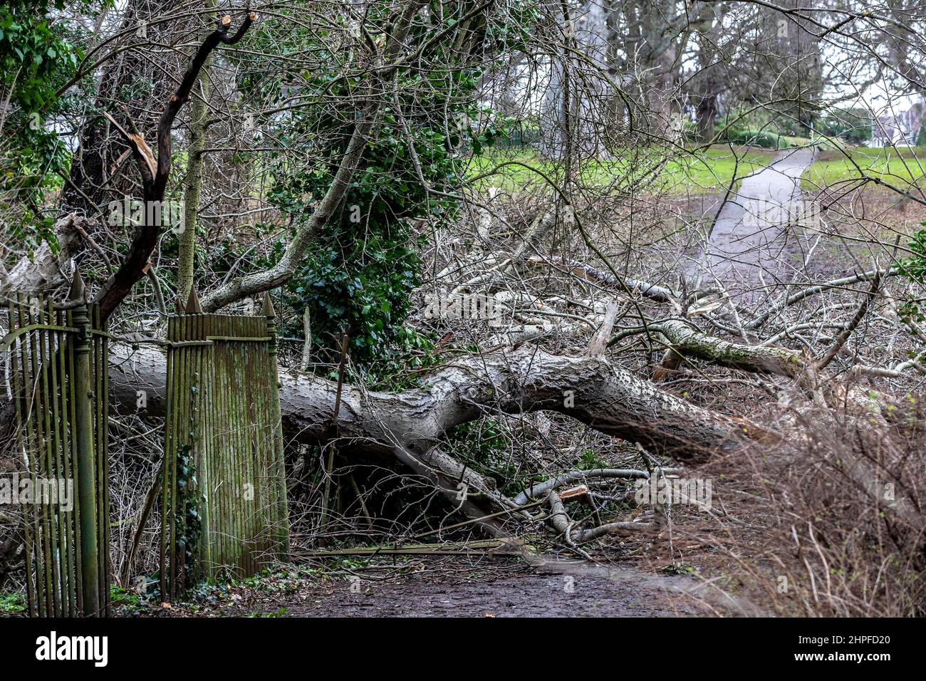 Uk tree down in storm eunice hires stock photography and images Alamy