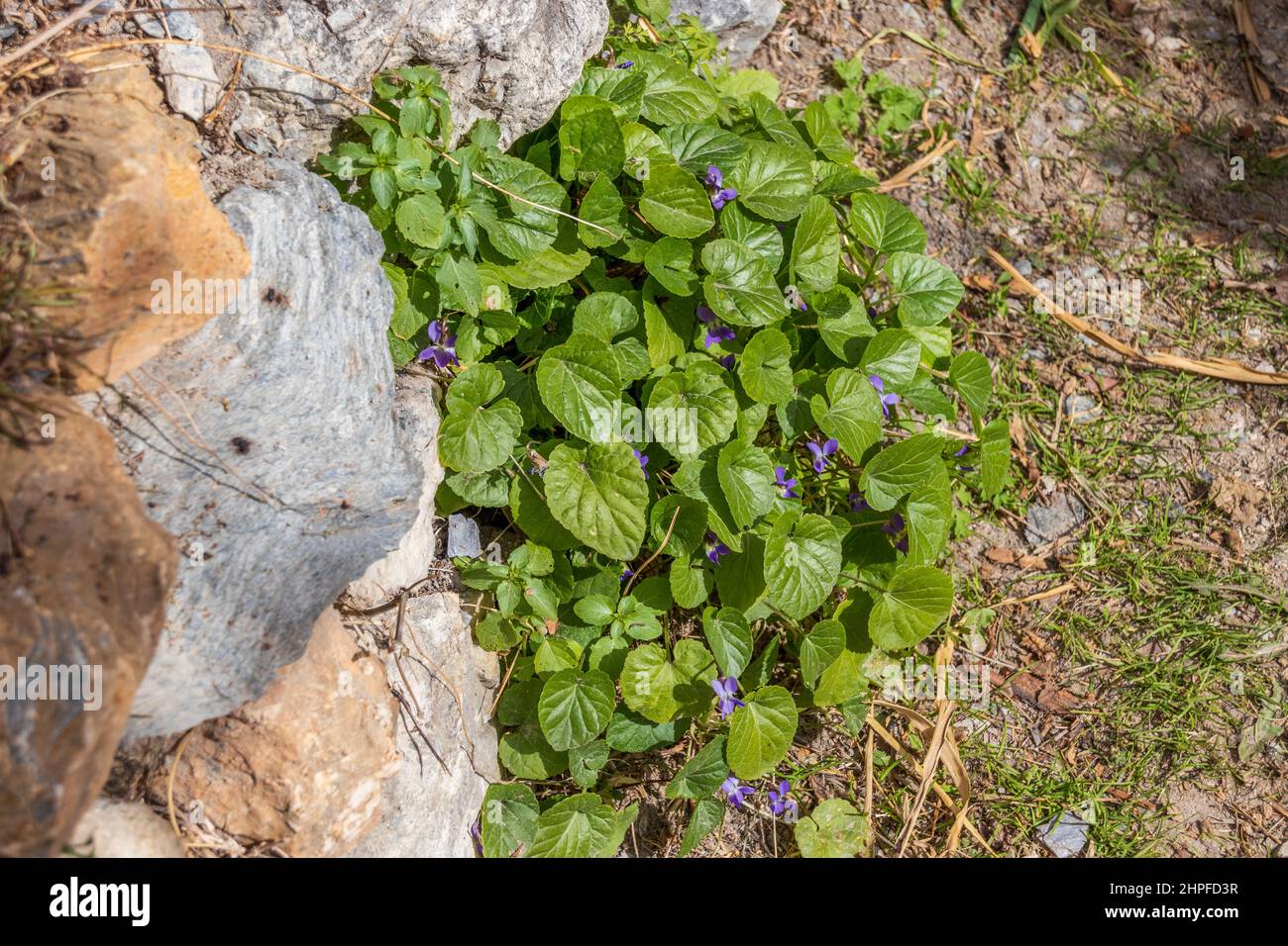 Viola odorata, Wood violet Plant in Flower Stock Photo