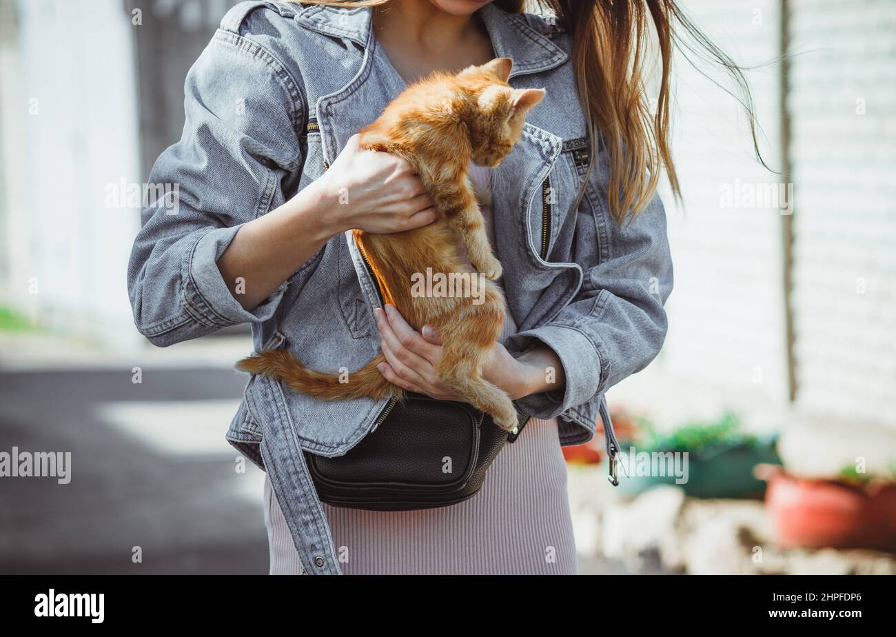 The girl holds in her hands a small homeless street ginger kitten.  Stock Photo